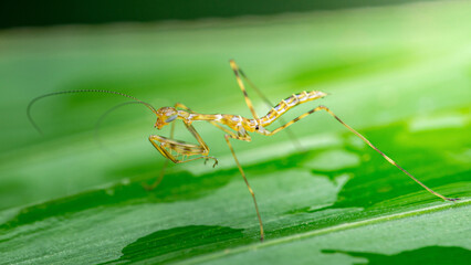 Praying mantis nymph resting on green leaf