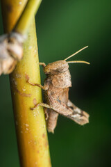 Brown grasshopper camouflaging on green plant stem