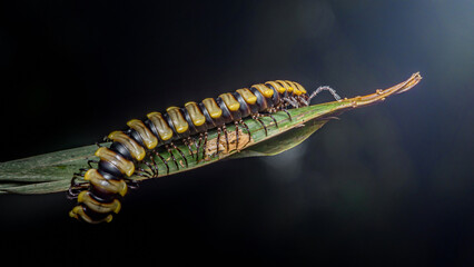 Millipede crawling on green leaf at night