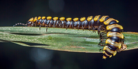 Millipede walking on a tropical leaf in nature
