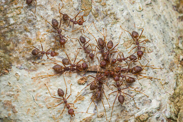 Weaver ants carrying food on tree bark surface
