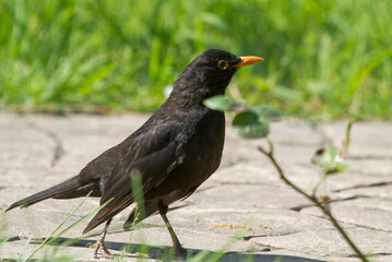 Common blackbird (Turdus merula) on the ground in Sochi park