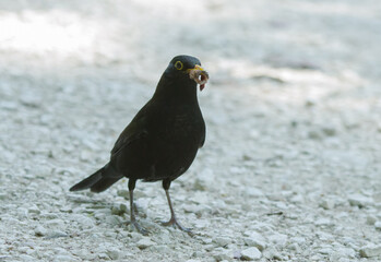 Common blackbird (Turdus merula) on the ground in Sochi park