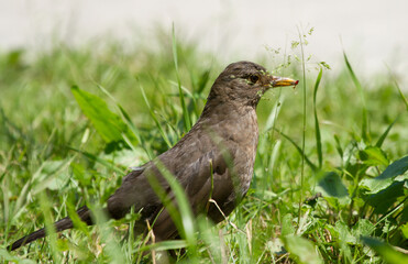 Common blackbird (Turdus merula) female on the ground of Sochi park
