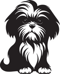 Adorable black and white puppy Shih Tzu dog portrait sitting in a studio with a white background