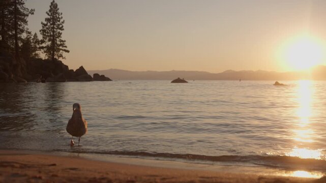 Slow-Motion Footage of Bird on Beach During Sunset at Shoreline