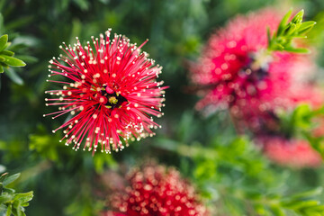 red kunzea flowers close up, Australian native plant in bloom