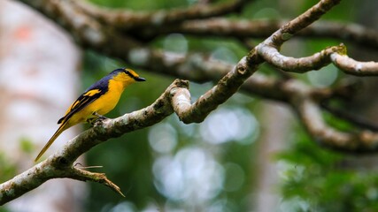 yellow minvert on the branch