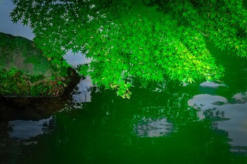 新緑紅葉の映り込み