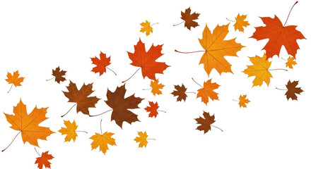 Vivid maple leaves displaying autumn colors falling gracefully isolated on transparent background