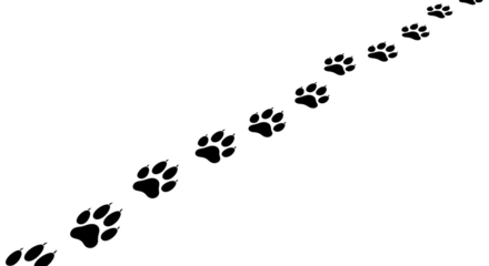 White paw prints animal track vector isolated on transparent background