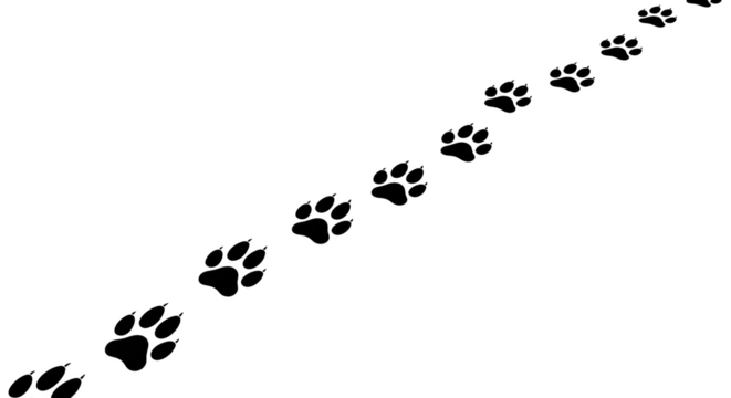 White paw prints animal track vector isolated on transparent background