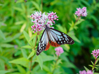 神戸市灘区、摩耶山天上寺に飛来するアサギマダラ