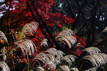 日本の秋を象徴する花