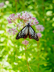 神戸市灘区、摩耶山天上寺に飛来するアサギマダラ