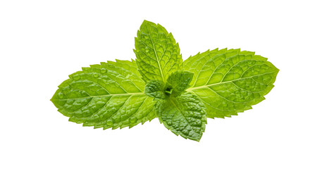 Isolated Mint Leaves Green Realistic Herb Plant