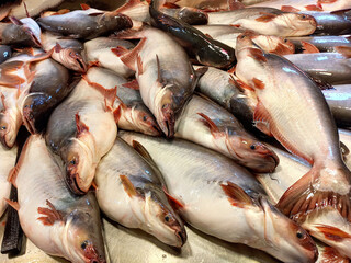 Many Pangasius fish (Pangas catfish) in the market