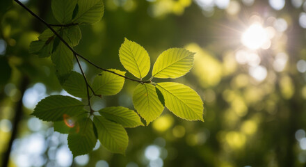 Close-up of vibrant green leaves on a branch, backlit by sunlight creating a bright, natural glow.