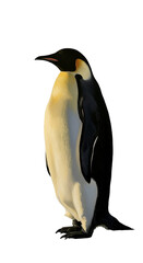 Fototapeta premium Isolated Penguin Photo Realistic Full Body Standing