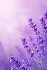 Lavender flowers on soft pink purple background ideal for aromatherapy visuals organic branding and wellness ads