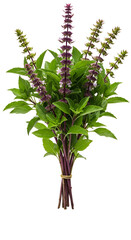 Isolated Photo Bunch Thai Basil Plant Green Leaves Purple Flowers