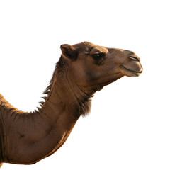 Isolated Photo Camel Head Profile Dusty Textured Fur Warm Sunlight