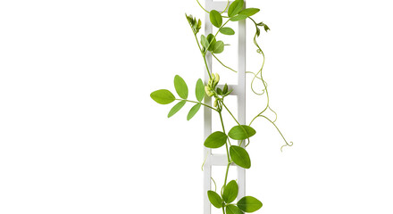 Isolated Photo Climbing Green Plant on White Trellis