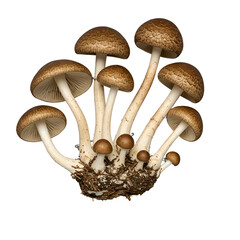 Isolated photo cluster of brown speckled mushrooms with white stems and dark soil base