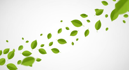 A flowing arrangement of various green leaves against a clean, white background, creating a sense of movement and freshness.