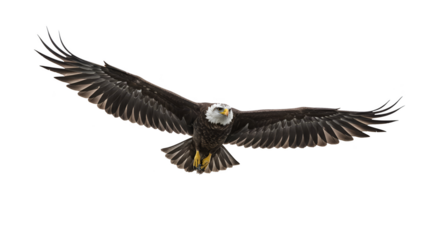 Isolated Photo Eagle Bird Flying Wide Wings Black Background