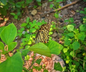 butterfly on a leaf