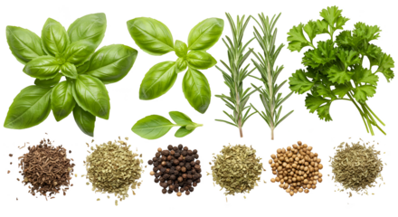 Isolated Photo Fresh Basil Rosemary Parsley Herbs And Spices