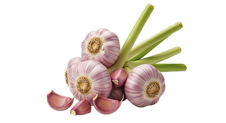 Isolated Photo Fresh Garlic Bulbs With Cloves and Stems