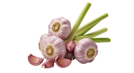 Isolated Photo Fresh Garlic Bulbs With Cloves and Stems