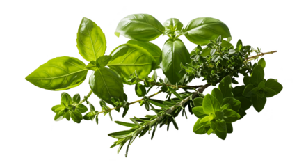 Isolated Photo Fresh Green Basil Thyme Rosemary Herbs Detailed