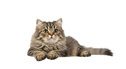 Isolated Photo Gray Tabby Cat Lying Down With Green Eyes