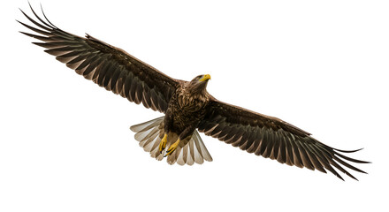 Isolated Photo Majestic Eagle Bird Soaring with Wings Spread Wide