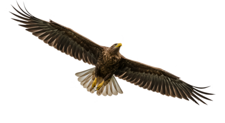 Isolated Photo Majestic Eagle Bird Soaring with Wings Spread Wide