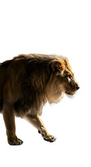 Fototapeta premium Isolated Photo Majestic Lion Walking Winter Snow Fur