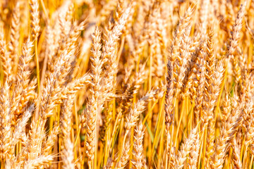 golden wheat field