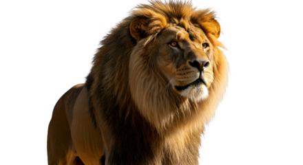 Isolated Photo Majestic Male Lion With Golden Mane Warm Sunlight