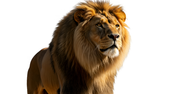 Isolated Photo Majestic Male Lion With Golden Mane Warm Sunlight