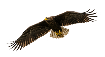Isolated photo of a majestic eagle in flight black background