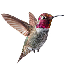 Fototapeta premium Png of closeup of a male annas hummingbird in flight isolated on transparent background, showcasing its vibrant colors and intricate details
