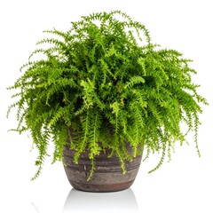 Lush fern in a pot