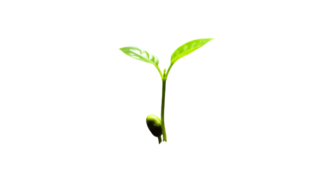 Isolated Photo of a Young Green Sprout Growing from a Seedling - Powered by Adobe
