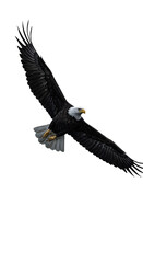 Obraz premium Isolated Photo of Bald Eagle Flying Black Background