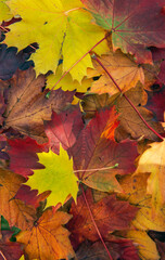 top view on bunch of  bautiful flaming red maple leaves forming an autumnal textured background