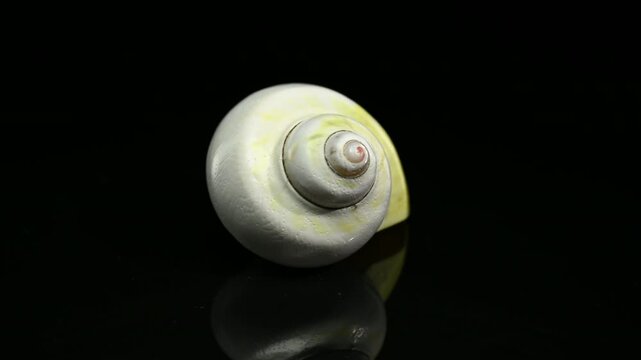Polished Yellow Moon Shell on Black Background