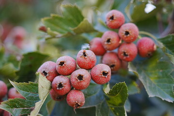 Red hawthorn fruit grows on the tree